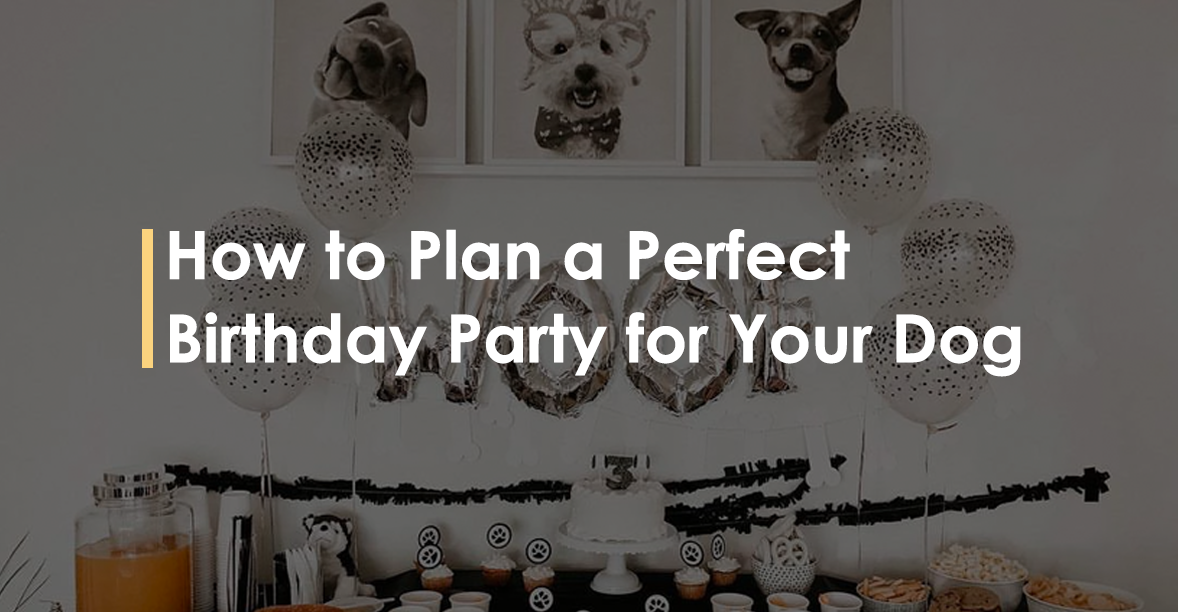 How to Plan a Perfect Birthday Party for Your Dog